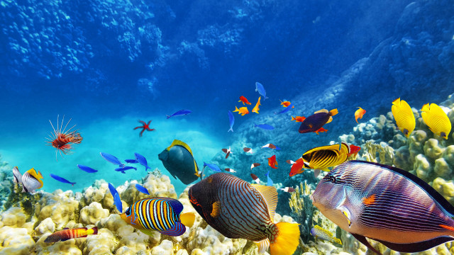 Fish reef ecological underwater bubbles free wallpaper for desktop - medium preview image