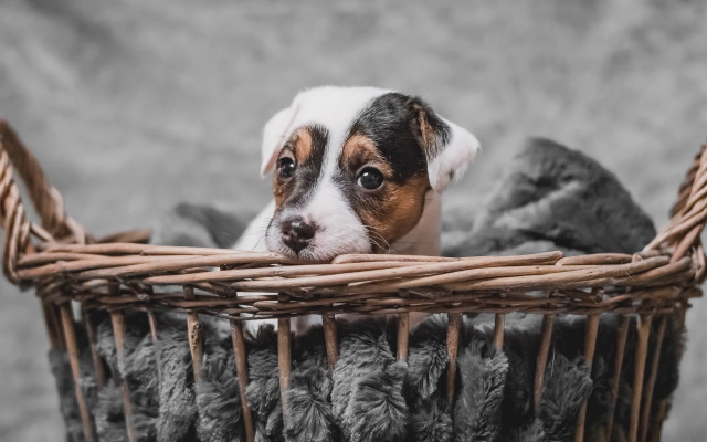 Small dog basket blanket outdoors free wallpaper for desktop - medium preview image