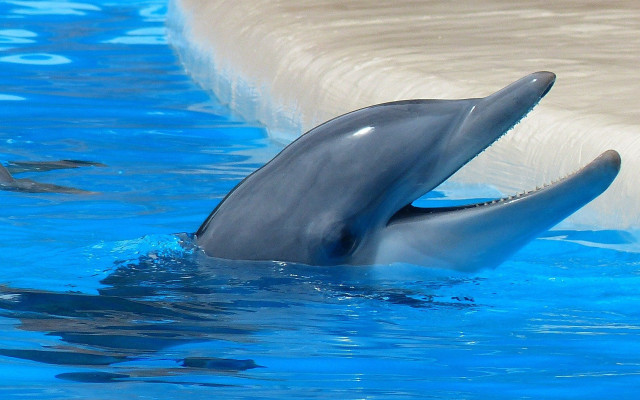 Dolphin pool rayonism digital beach free wallpaper for desktop - medium preview image