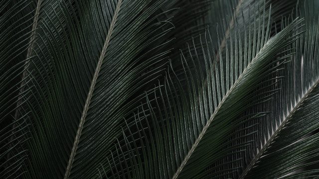 Green palm leaf white bird free wallpaper for desktop - medium preview image