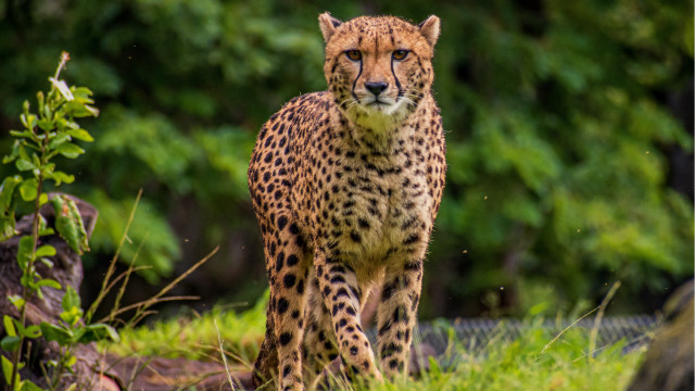 Cheetah grass trees blurry nature free wallpaper for desktop - medium preview image