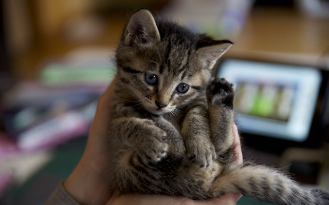Person holding kitten desk blurry free wallpaper for desktop - medium preview image