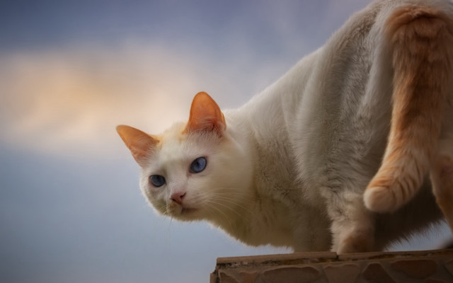 White cat blue eyes standing free wallpaper for desktop - medium preview image