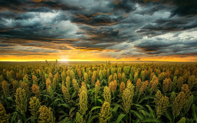 Sunset field cloudy sky grass free wallpaper for desktop - medium preview image