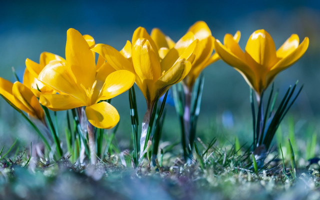 Yellow flower macro nature outdoors free wallpaper for desktop - medium preview image