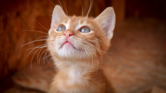 Orange kitten blue eyes surprised free wallpaper for desktop - medium preview image