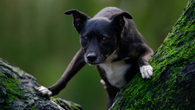 Dog moss branch sad forest free wallpaper for desktop - medium preview image