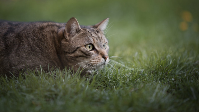 Sad cat in grass blurry free wallpaper for desktop - medium preview image