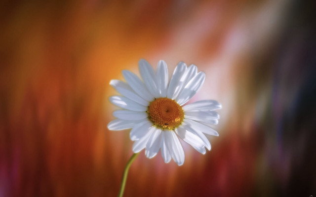 White flower yellow center blurry #3 free wallpaper for desktop - medium preview image