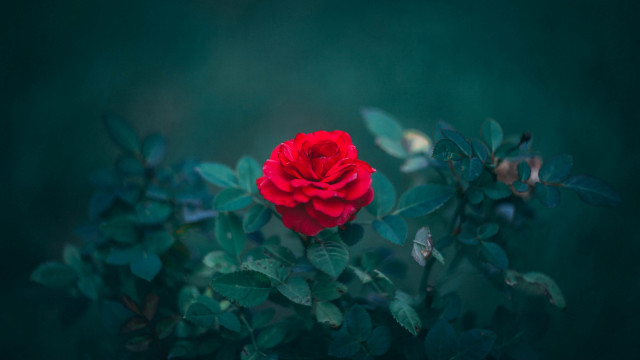 Red rose blooming leaves neo free wallpaper for desktop - medium preview image