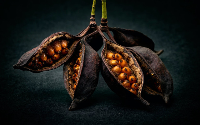 Leaves nuts planet galaxy night free wallpaper for desktop - medium preview image