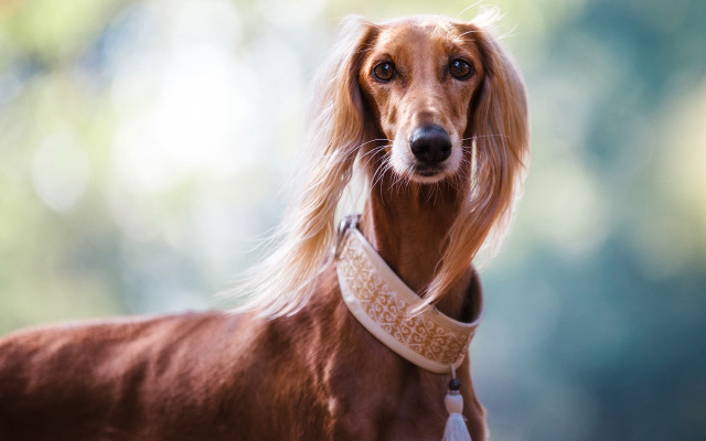 Longhaired dog collar portrait moon free wallpaper for desktop - medium preview image