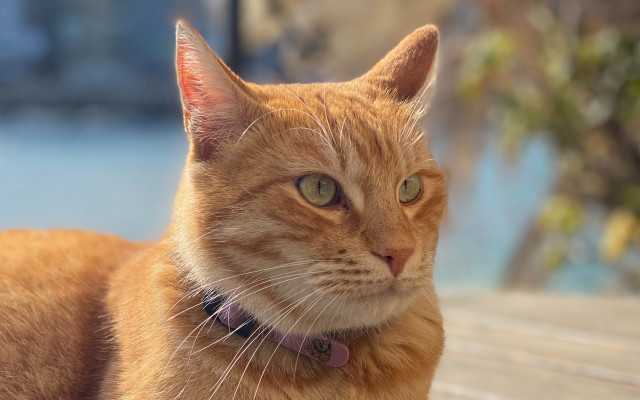 Cat collar bench tree photorealism free wallpaper for desktop - medium preview image