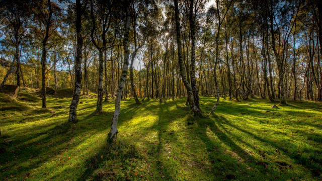 Grassy field trees sunlight forest #2 free wallpaper for desktop - medium preview image