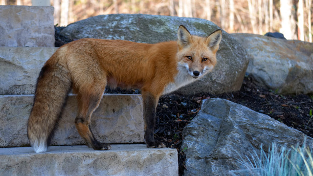 Fox stone step rock wall free wallpaper for desktop - medium preview image