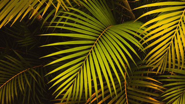 Palm leaves yellow green nature free wallpaper for desktop - medium preview image
