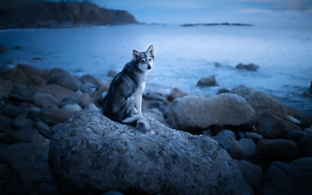 Cat rock ocean night sad free wallpaper for desktop - medium preview image