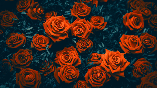 Red roses black background neo free wallpaper for desktop - medium preview image