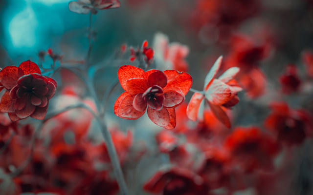 Red flower bokeh butterfly macro free wallpaper for desktop - medium preview image