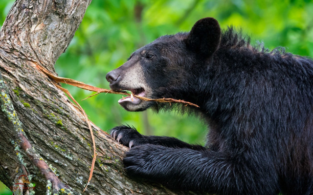 Black bear branch forest wildlife free wallpaper for desktop - medium preview image