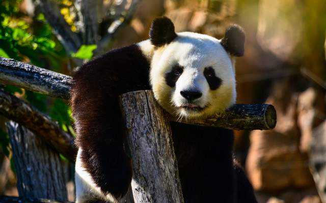 Panda fence log smile photorealistic free wallpaper for desktop - medium preview image