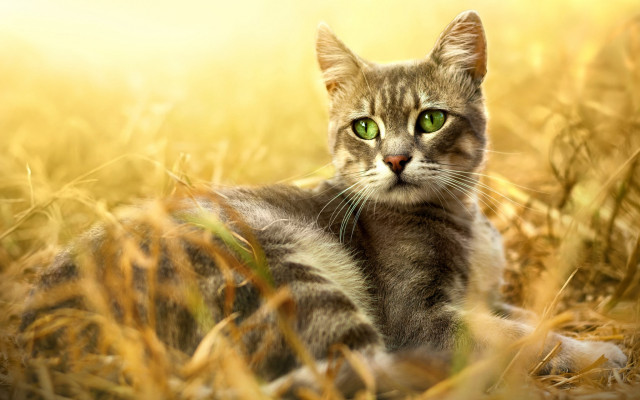 Cat green eyes field grass free wallpaper for desktop - medium preview image