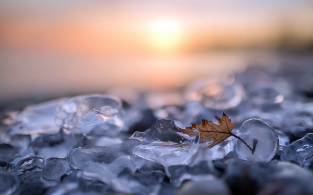 Leaf ice crystals sunset macro free wallpaper for desktop - medium preview image