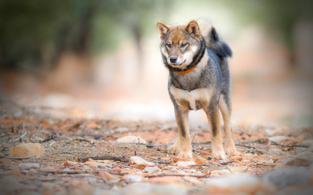 Dog leaves woods collar autumn free wallpaper for desktop - medium preview image