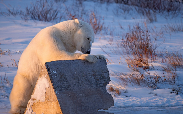 Polar bear rock snow winter free wallpaper for desktop - medium preview image