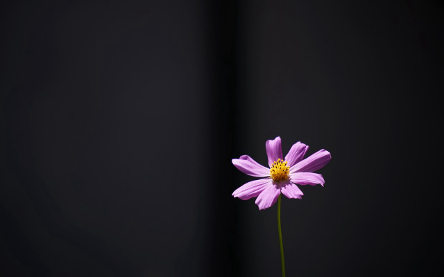 Purple flower vase tabletop black free wallpaper for desktop - medium preview image