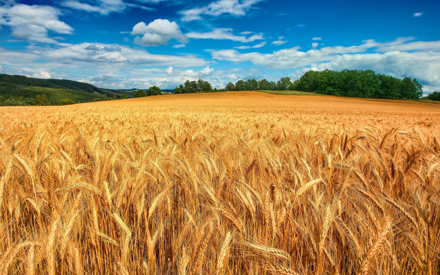 Wheat field blue sky clouds #27 free wallpaper for desktop - medium preview image