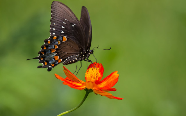 Butterfly flower green background blurry free wallpaper for desktop - medium preview image
