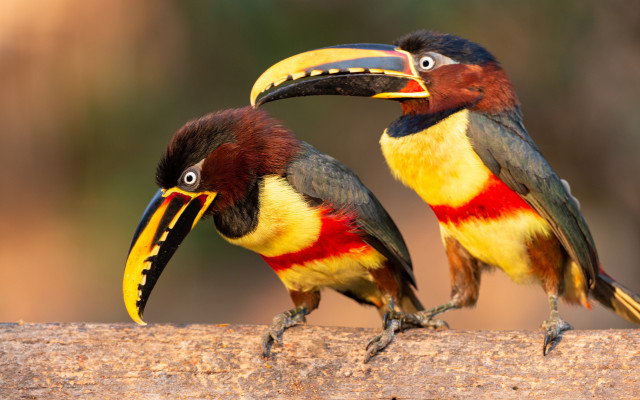 Colorful birds on branch open free wallpaper for desktop - medium preview image