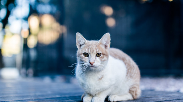 Cat wooden floor blurry background free wallpaper for desktop - medium preview image