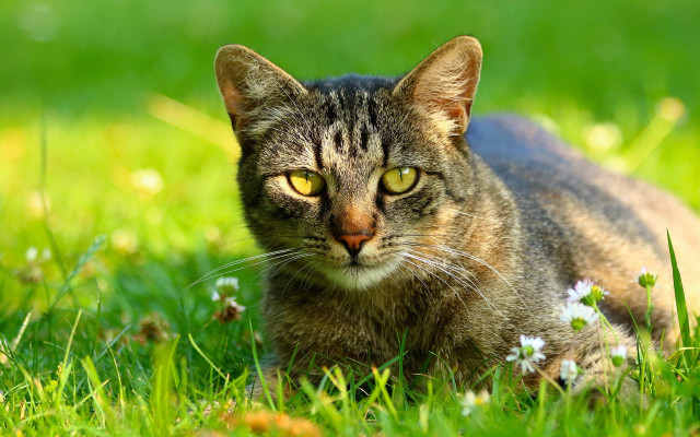 Cat grass flowers eyes open free wallpaper for desktop - medium preview image