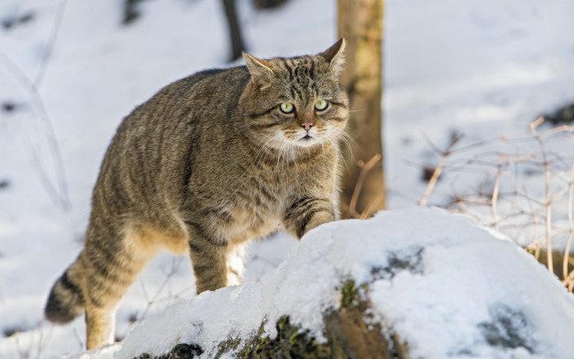 Cat walking snow tree trunk free wallpaper for desktop - medium preview image