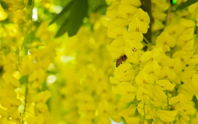 Bee yellow flower sunlight macro free wallpaper for desktop - medium preview image