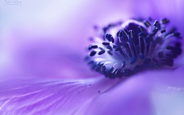 Purple flower macro white center free wallpaper for desktop - medium preview image