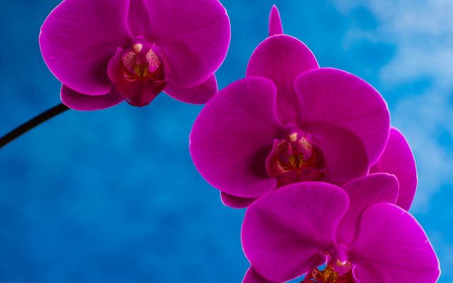 Purple flowers blue sky macro free wallpaper for desktop - medium preview image