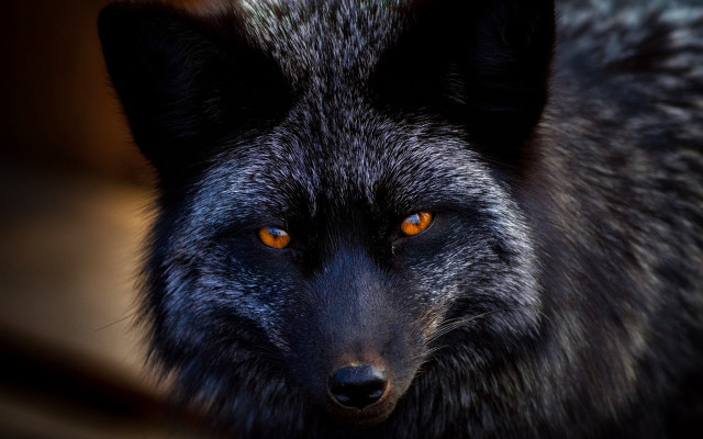 Black wolf orange eyes portrait free wallpaper for desktop - medium preview image