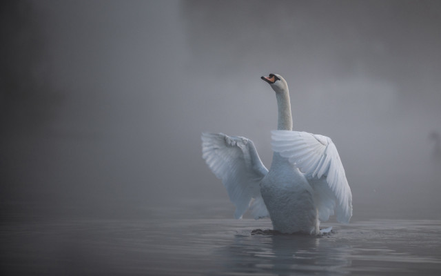 White swan floating wings spread free wallpaper for desktop - medium preview image