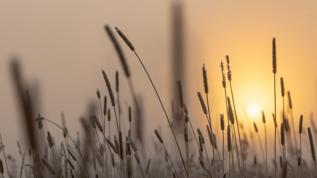 Grass sunset hazy clouds macro free wallpaper for desktop - medium preview image