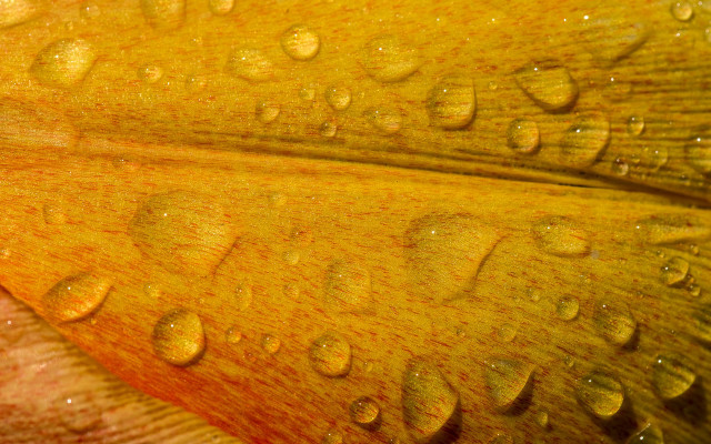 Flower water droplets yellow bud free wallpaper for desktop - medium preview image