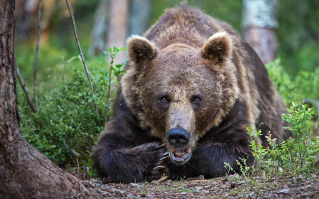 Brown bear woods open mouth free wallpaper for desktop - medium preview image