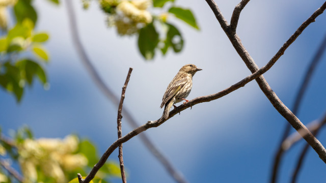 Bird branch leaves flowers blue #2 free wallpaper for desktop - medium preview image