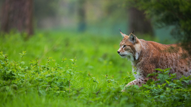 Lynx tallgrass woods eyes closed free wallpaper for desktop - medium preview image