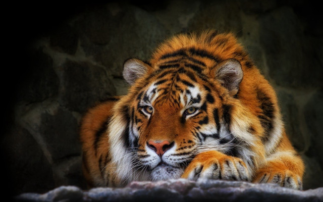 Tiger rock dark closed eyes free wallpaper for desktop - medium preview image