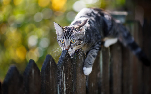 Cat fence portrait bokeh depth free wallpaper for desktop - medium preview image