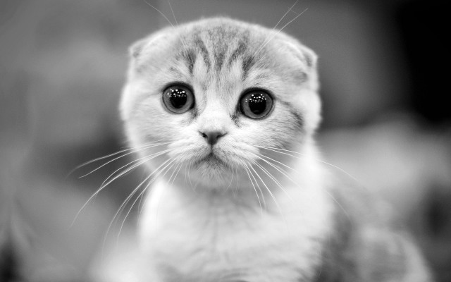 Kitten big eyes sad greyscale free wallpaper for desktop - medium preview image