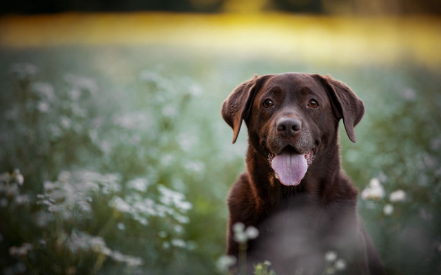Dog flower field tongue out free wallpaper for desktop - medium preview image
